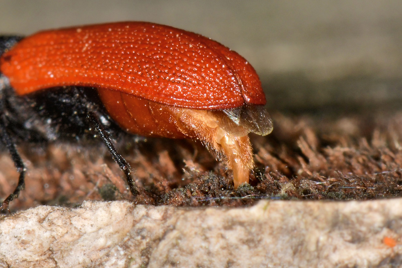 Bostrichidae: Bostrichus capucinus